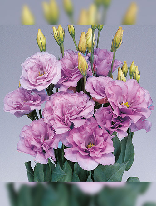 Lisianthus-Mariachi-Lavender