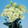 isianthus-Mariachi-Lime-Green