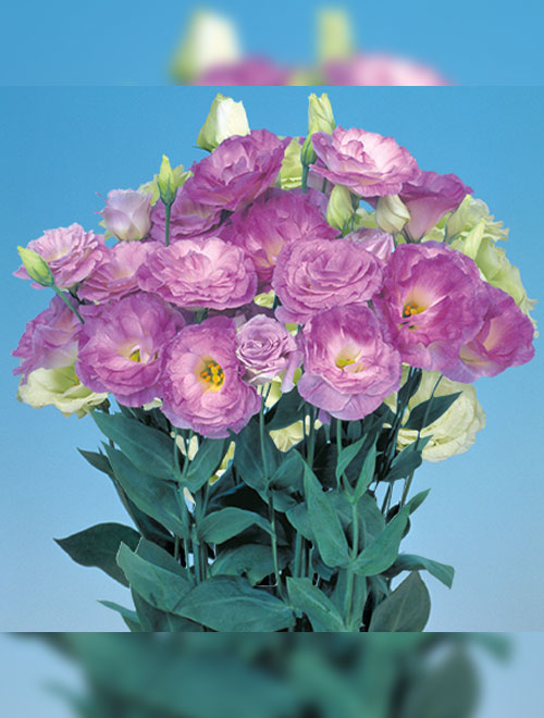 Lisianthus-Mariachi-Misty-Blue