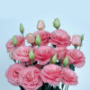 Lisianthus-Mariachi-Pink