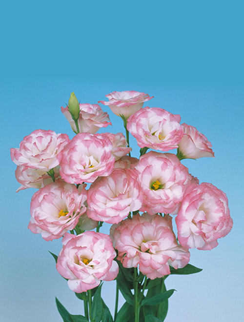 Lisianthus-Mariachi-Pink-Picotee