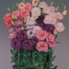 Lisianthus Mix