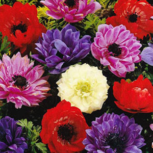 Anemone St Brigid Mixed