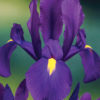Dutch Iris Discovery Purple