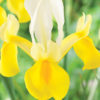 Dutch Iris Montecito