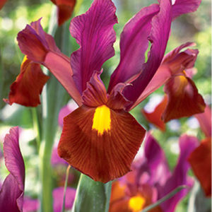 Dutch Iris Red Ember