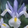 Dutch Iris Silver Beauty