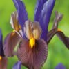 Dutch Iris Tiger Eye