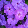 Phlox drummondii beauty blue