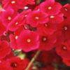 Phlox drummondii beauty crimson