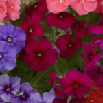 Phlox drummondii beauty mix