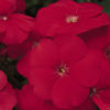 Phlox drummondii beauty scarlet