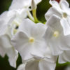 Phlox drummondii beauty white
