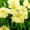 Phlox drummondii beauty yellow