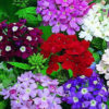 Verbena Mix
