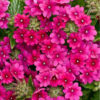 Verbena rose