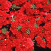 Verbena scarlet