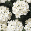 Verbena white
