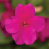 Verbena magenta