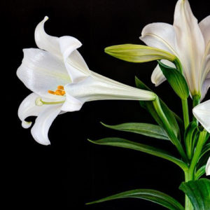 Easter Lily White