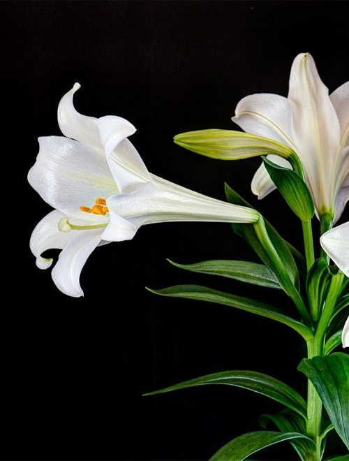 Easter Lily White - Sunny View Seeds | Buy Seeds, Bulbs, Fertilizers ...