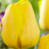 Tulip-Golden-apeldoorn