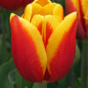 Tulip Kees Nelis