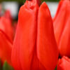 Tulip Laibela