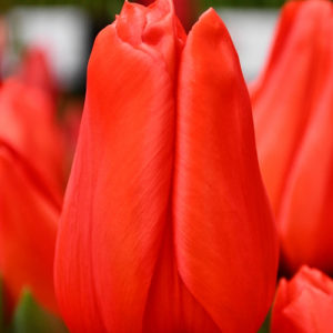 Tulip Laibela