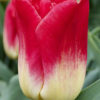 Tulip match