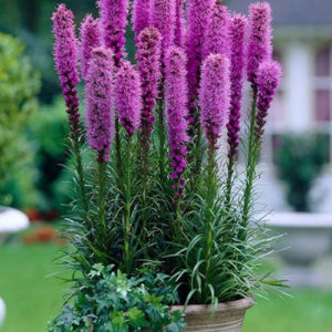 Liatris Spicata Blue