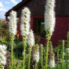 Liatris Spicata floristan/white