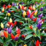 Capsicum Aladin (Ornamental Pepper)
