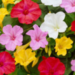 Mirabilis Jalapa Mix