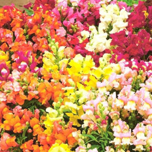 Antirrhinum Kimosy Semi Dwarf Mix