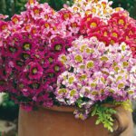 Schizanthus angel wings mixed