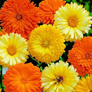 Calendula Pacific Mix
