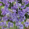 Sweet Pea Lavender