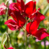 Sweet Pea Scarlet