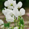 Sweet Pea White