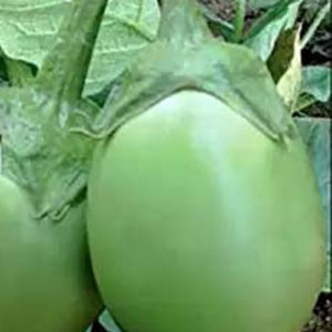 Eggplant Green