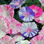 Morning Glory Arlequin Stripe Mix