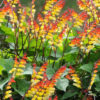 Mina Lobata Vine - Image 2