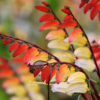 Mina Lobata