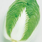 Chinese Cabbage