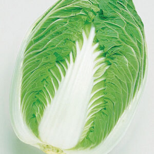 Chinese Cabbage