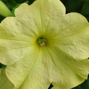 Petunia Sophistica Lime Green