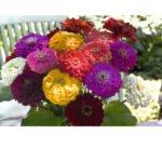 Zinnia Benary's Giant Mix