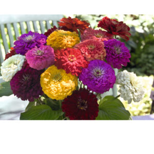 Zinnia Benary's Giant Mix