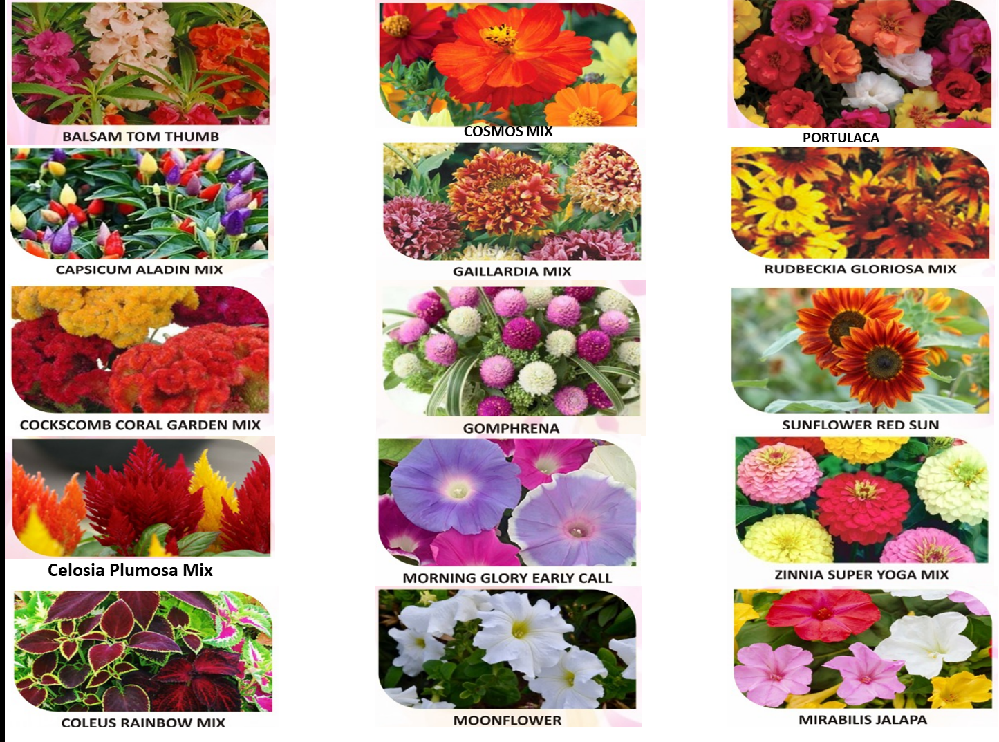Summer Flower Deal